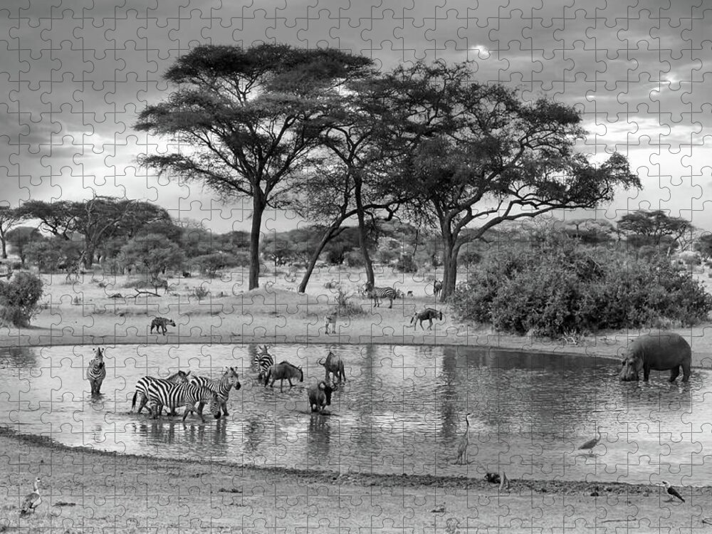 African Landscape Jigsaw Puzzle featuring the photograph African Wildlife at the Waterhole in Black and White by Gill Billington