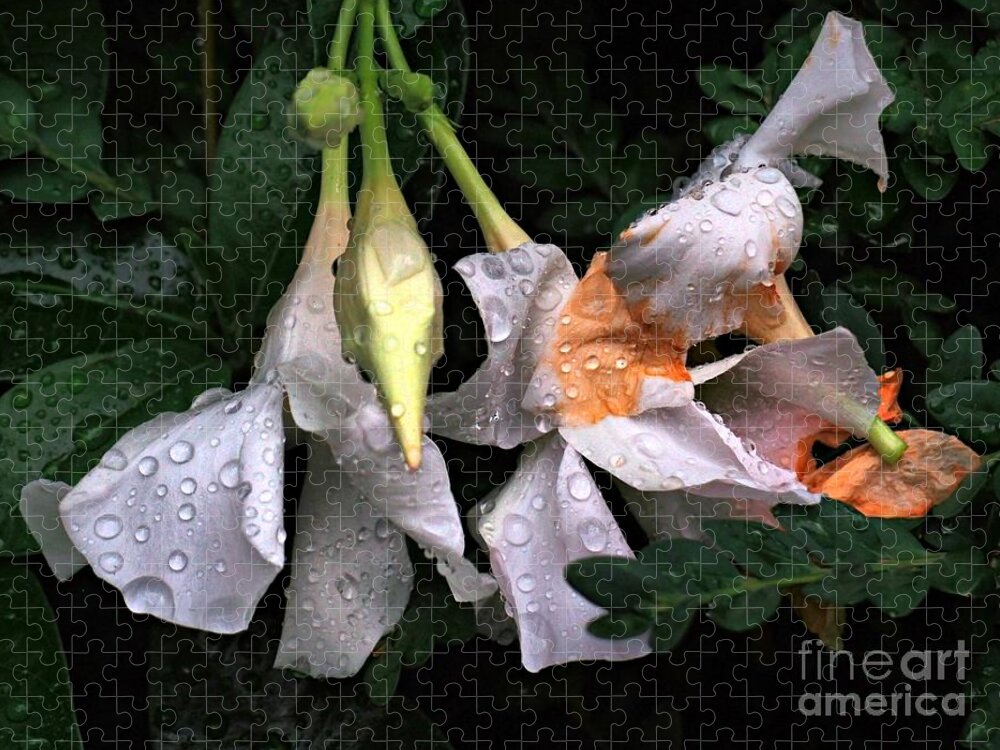 Flowers In Rain Jigsaw Puzzle featuring the photograph After the Rain - Flower Photography by Miriam Danar