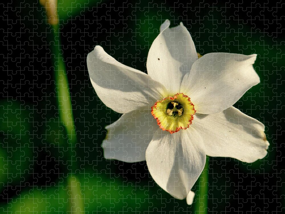 Forest Jigsaw Puzzle featuring the photograph Afternoon of Narcissus Poeticus. by Elena Perelman