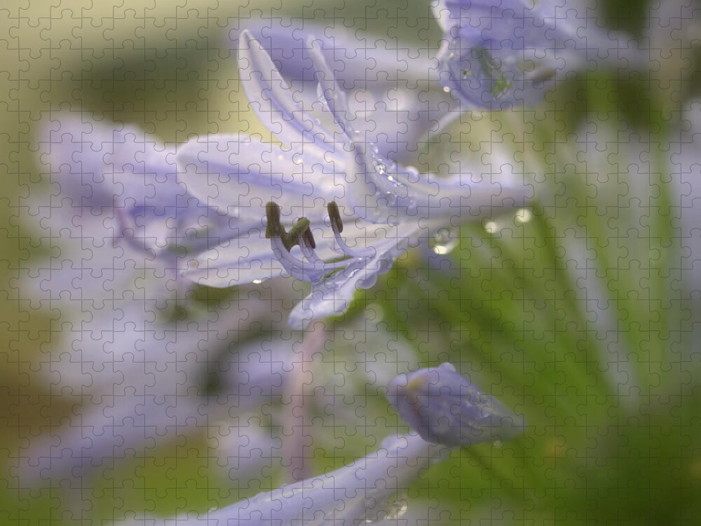 Agapanthus Jigsaw Puzzle featuring the photograph Agapanthus Flower by Nathan Abbott