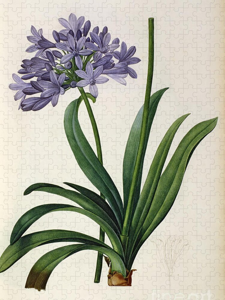 Vintage Jigsaw Puzzle featuring the painting Agapanthus umbrellatus by Pierre Redoute