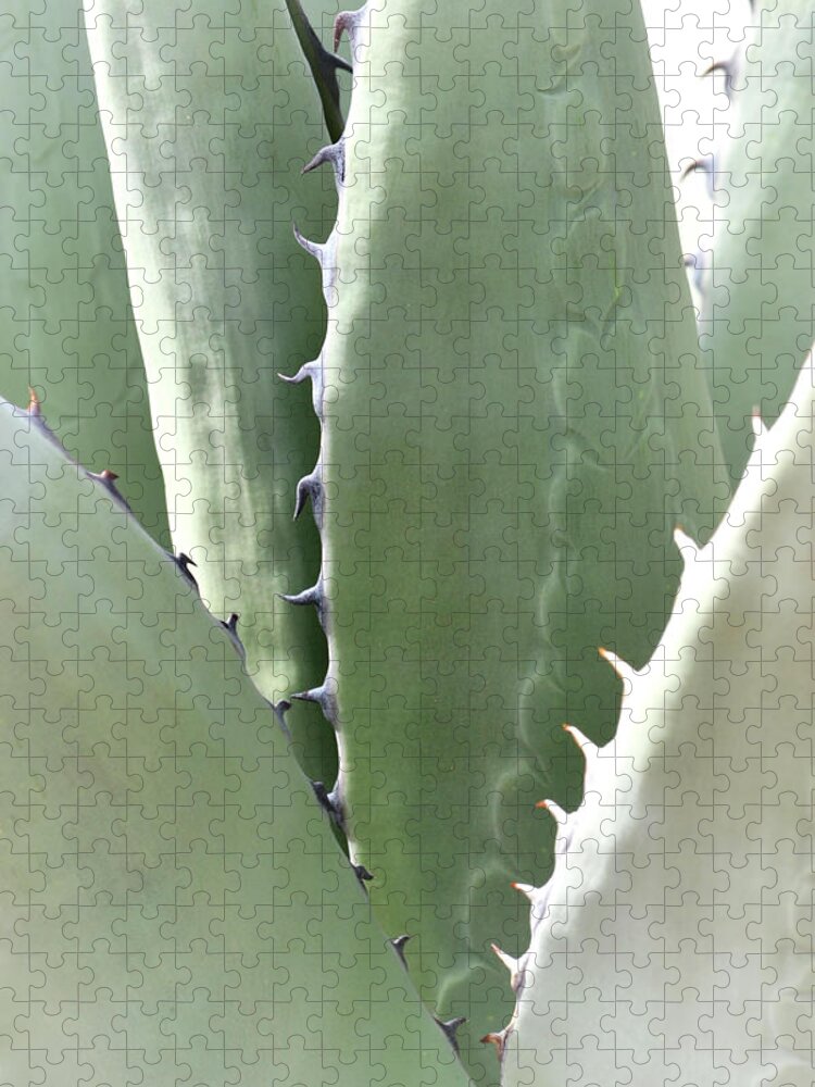 Agave Jigsaw Puzzle featuring the photograph Agave by Nadalyn Larsen
