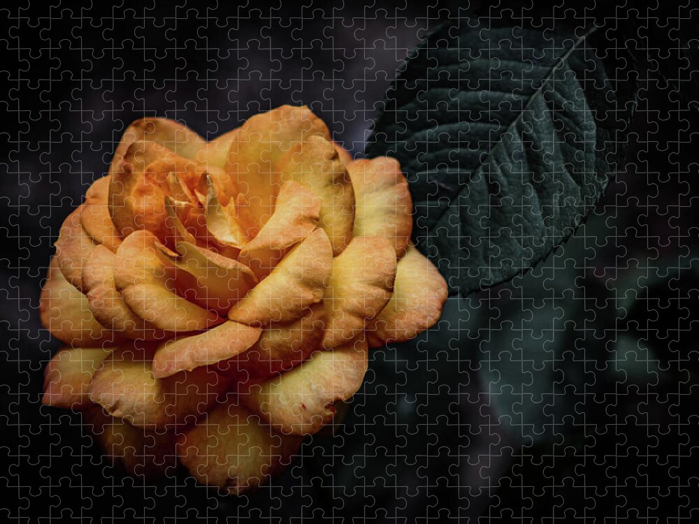 Aged Jigsaw Puzzle featuring the photograph Aged Burnt Yellow Rose 3410 H_2 by Steven Ward