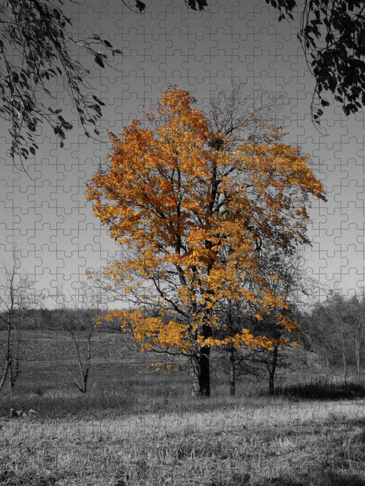 Fall Jigsaw Puzzle featuring the photograph Aglow by Dylan Punke