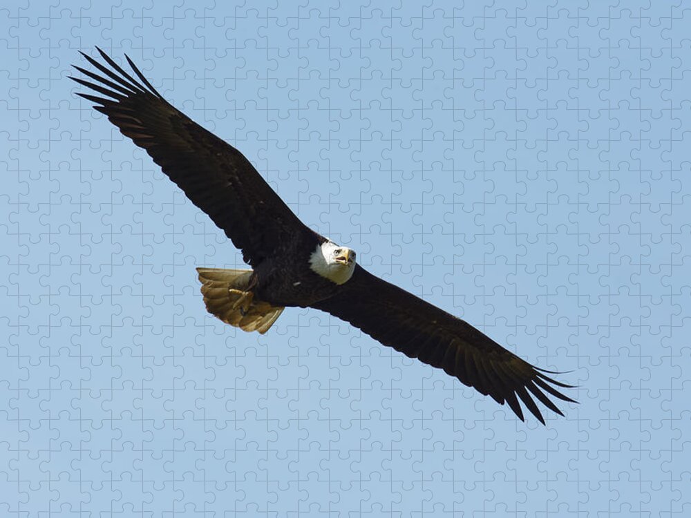 Darin Volpe Wildlife Jigsaw Puzzle featuring the photograph Airborne - Bald Eagle at Kalifornsky, Alaska by Darin Volpe