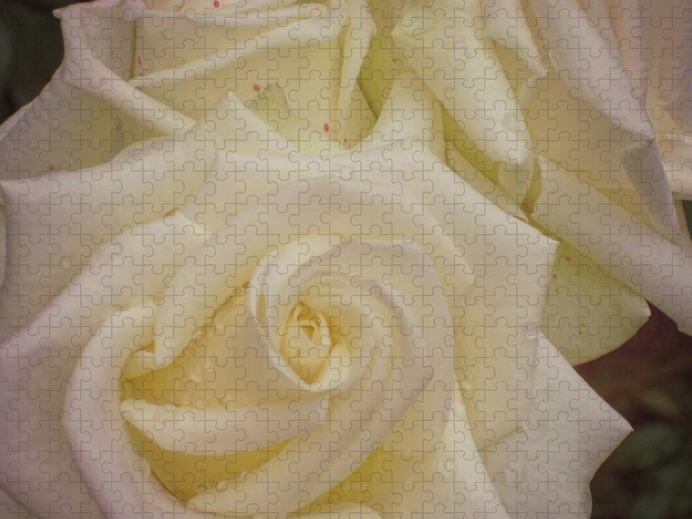 Alabaster Jigsaw Puzzle featuring the photograph Alabaster Roses by JAMART Photography