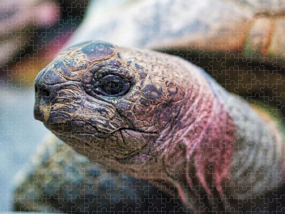 Aldabara Jigsaw Puzzle featuring the photograph Aldabra Tortoise - Madison Zoo by Steven Ralser