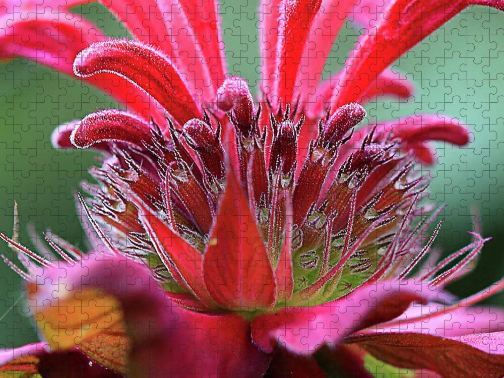 Bee Balm Jigsaw Puzzle featuring the photograph Alien Plant Life by David Stasiak