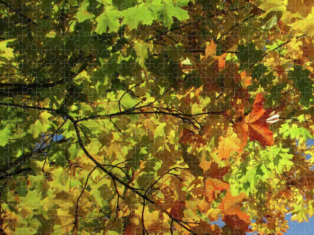 All The Autumn Colours Jigsaw Puzzle featuring the photograph All The Autumn Colours by Martin Howard
