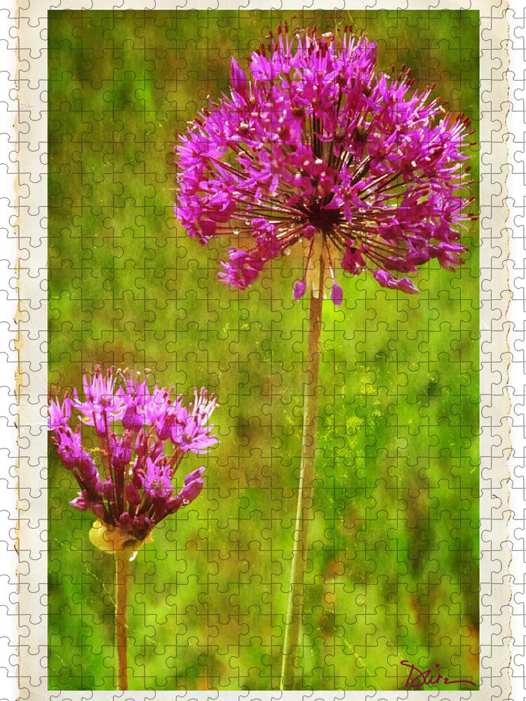 Allium Jigsaw Puzzle featuring the photograph Allium Old Photo by Peggy Dietz