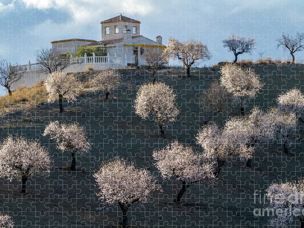 Landscape Jigsaw Puzzle featuring the photograph Almond Plantation by Heiko Koehrer-Wagner