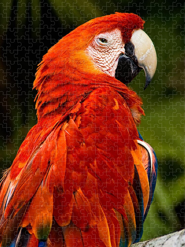 Bird Jigsaw Puzzle featuring the photograph Aloof In Red by Christopher Holmes