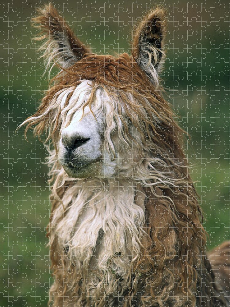 Mp Jigsaw Puzzle featuring the photograph Alpaca Lama Pacos Altiplano, Bolivia by Pete Oxford