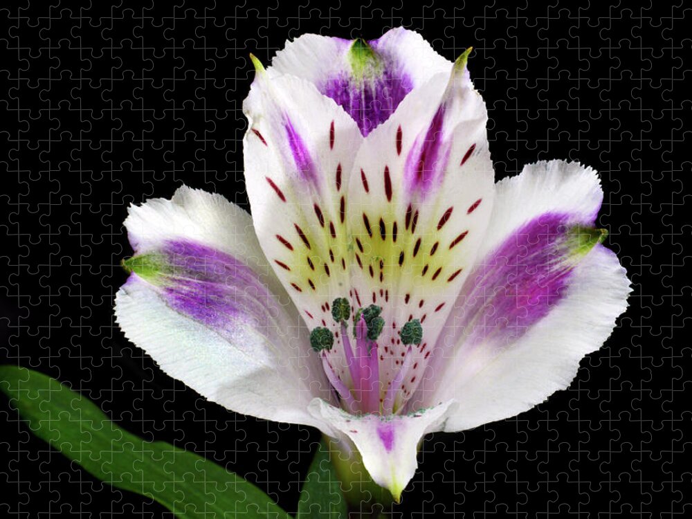 Peruvian Lily Jigsaw Puzzle featuring the photograph Alstroemeria Portrait. by Terence Davis