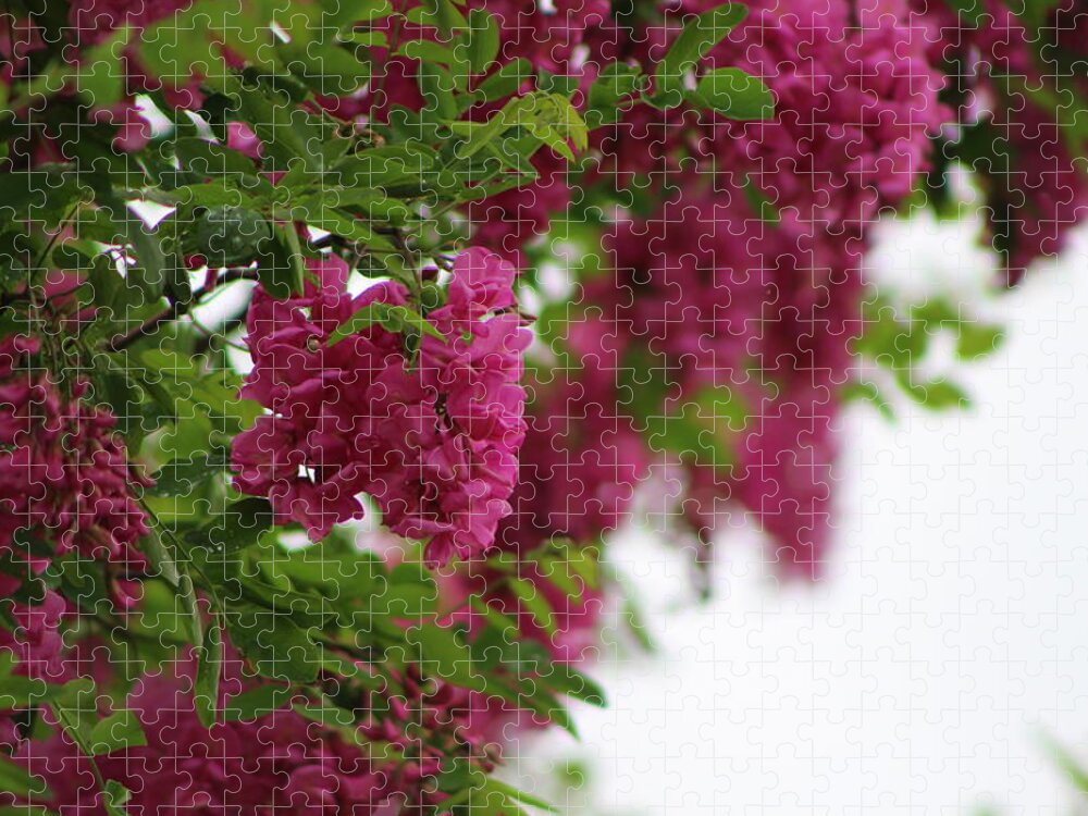 Amaranth Jigsaw Puzzle featuring the photograph Amaranth Pink Flowering Locust Tree in Spring Rain by Colleen Cornelius