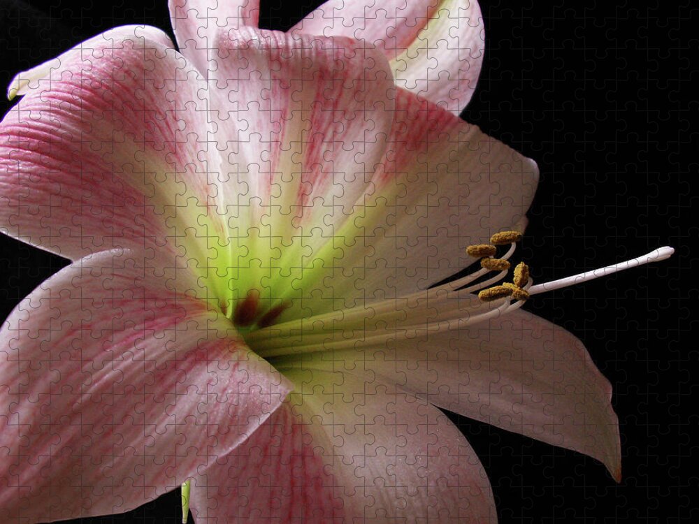 Amaryllis Jigsaw Puzzle featuring the photograph Amaryllis by Nancy Griswold