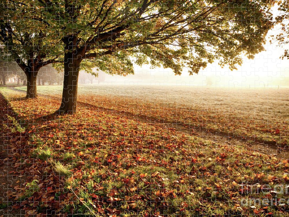 Autumn Jigsaw Puzzle featuring the photograph Amazing autumn leaves fallen at sunrise by Simon Bratt
