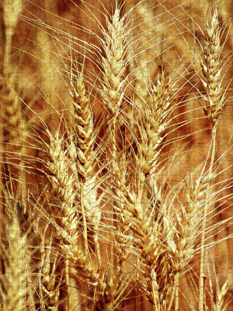 Wheat Jigsaw Puzzle featuring the photograph Amber Waves of Grain 1 by Marty Koch