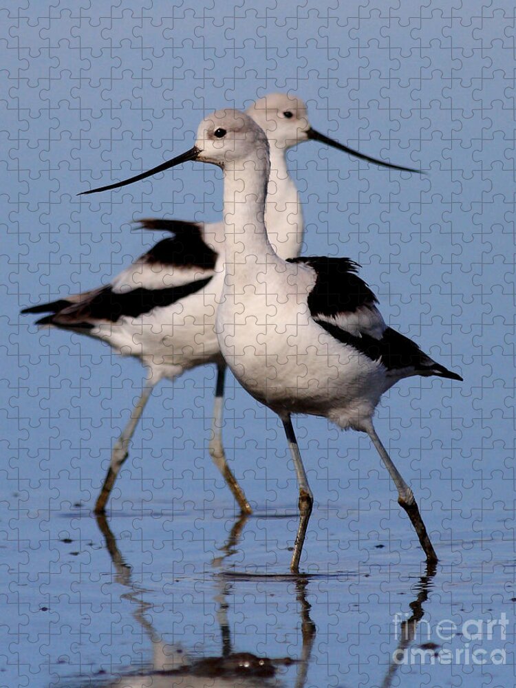 Bird Migration Jigsaw Puzzle featuring the photograph American Avocet Ballet . 7D4855 by Wingsdomain Art and Photography