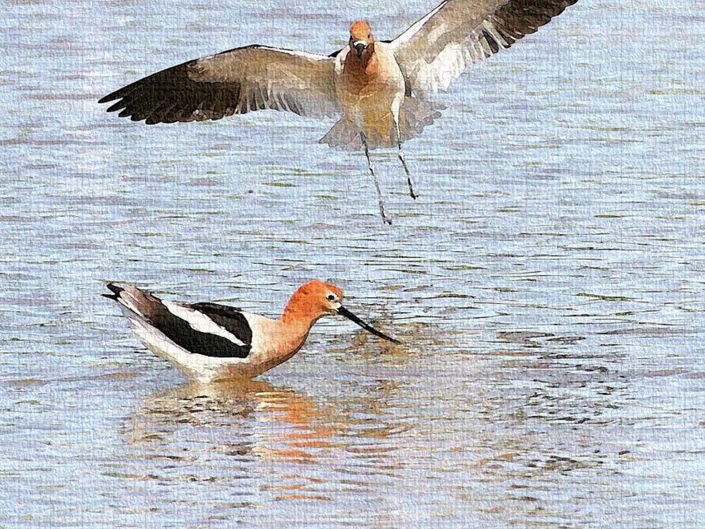 American Avocets Jigsaw Puzzle featuring the photograph American Avocets by Tom Janca
