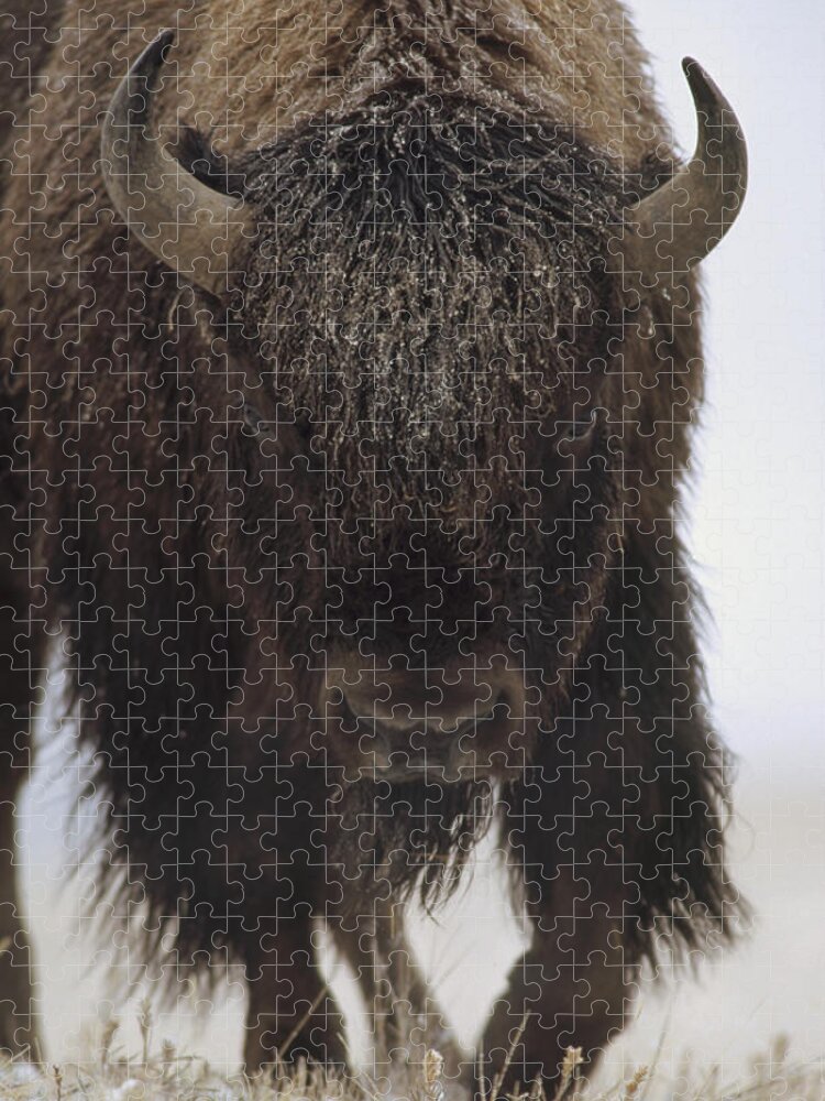 00172336 Jigsaw Puzzle featuring the photograph American Bison Portrait In Snow North by Tim Fitzharris