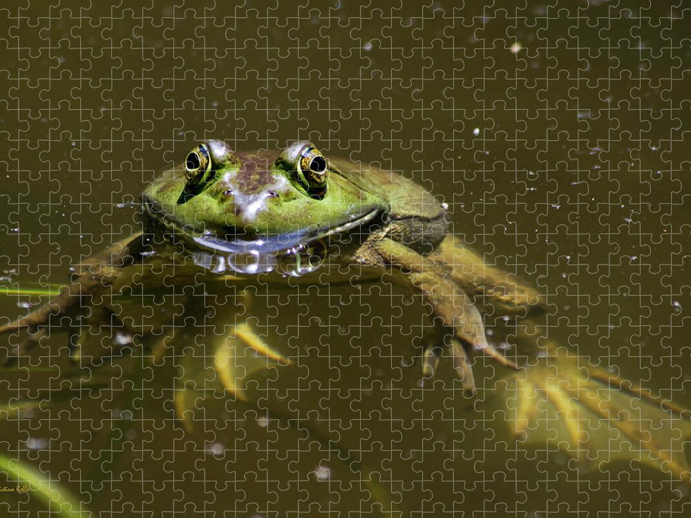 Frog Jigsaw Puzzle featuring the photograph American Bullfrog by Christina Rollo