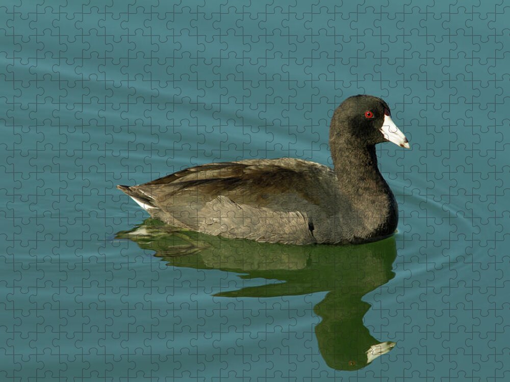 Coot Jigsaw Puzzle featuring the photograph American Coot by Paul Rebmann