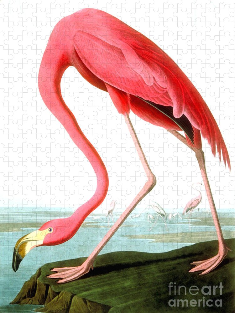 Bird Jigsaw Puzzle featuring the painting American Flamingo by John James Audubon