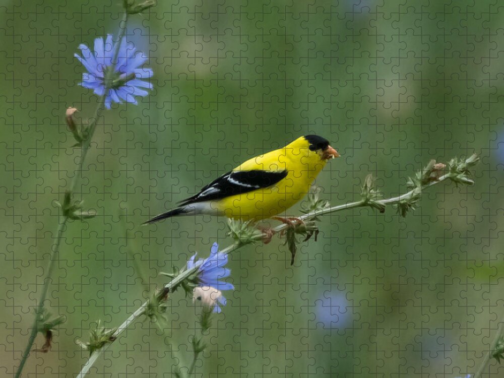 American Goldfinch Jigsaw Puzzle featuring the photograph American Goldfinch   by Holden The Moment