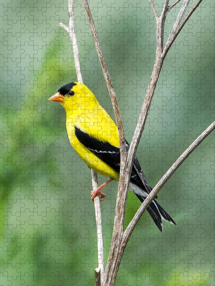 American Goldfinch Jigsaw Puzzle featuring the photograph American Goldfinch  by Holden The Moment