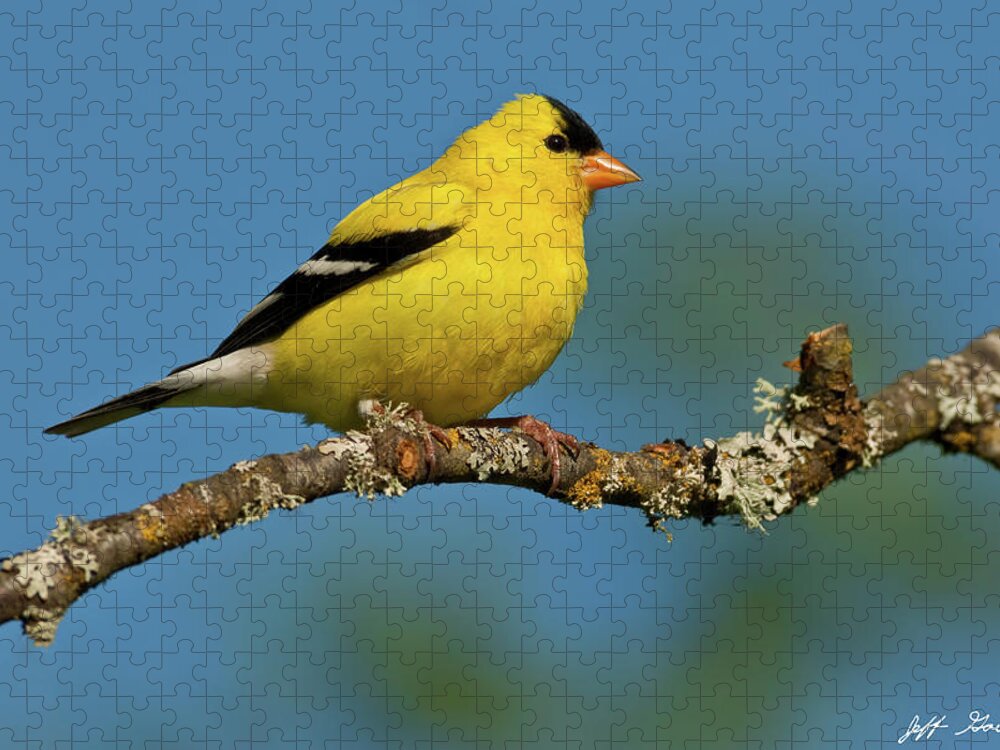 American Goldfinch Jigsaw Puzzle featuring the photograph American Goldfinch Perched in a Tree by Jeff Goulden