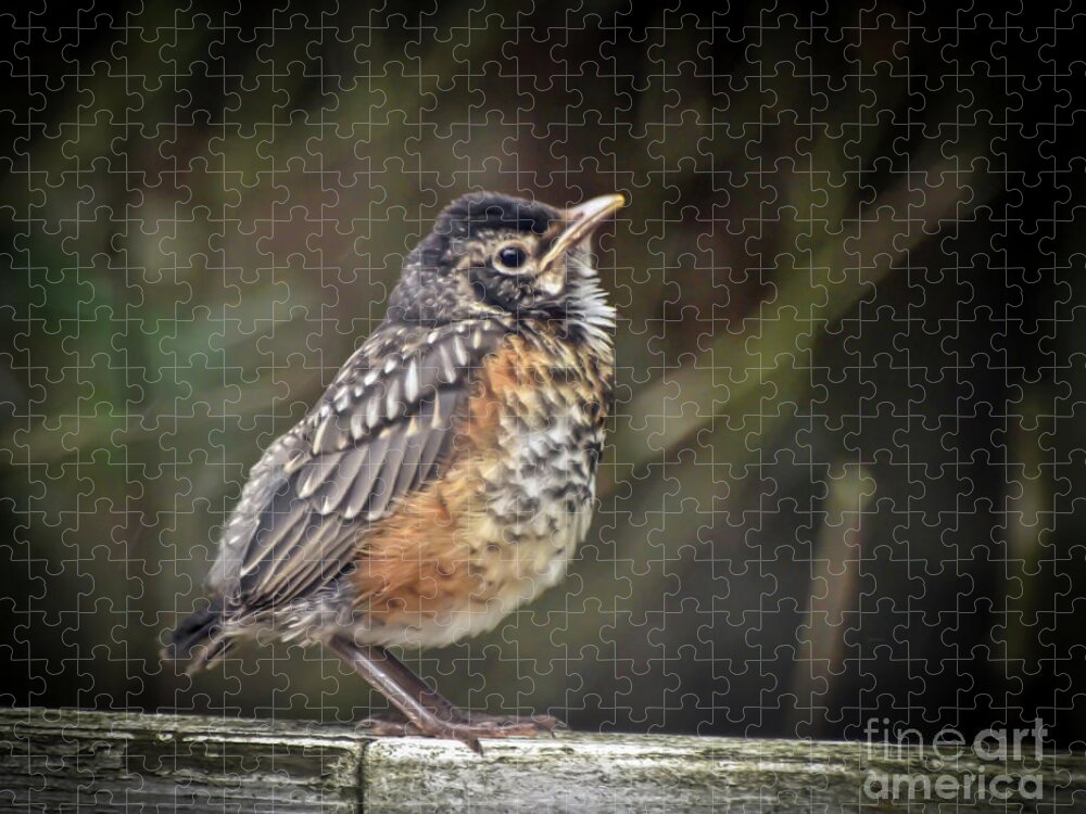 Robin Jigsaw Puzzle featuring the photograph American Robin Fledgling by Kerri Farley