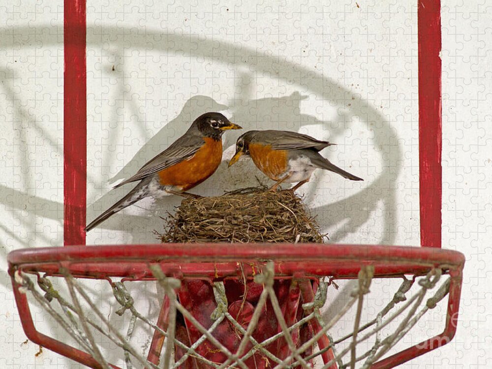 Robin Jigsaw Puzzle featuring the photograph American Robin Pair At Nest by Kenneth M. Highfill