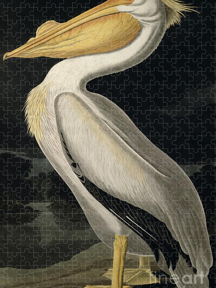 American White Pelican Jigsaw Puzzle featuring the painting American White Pelican by John James Audubon