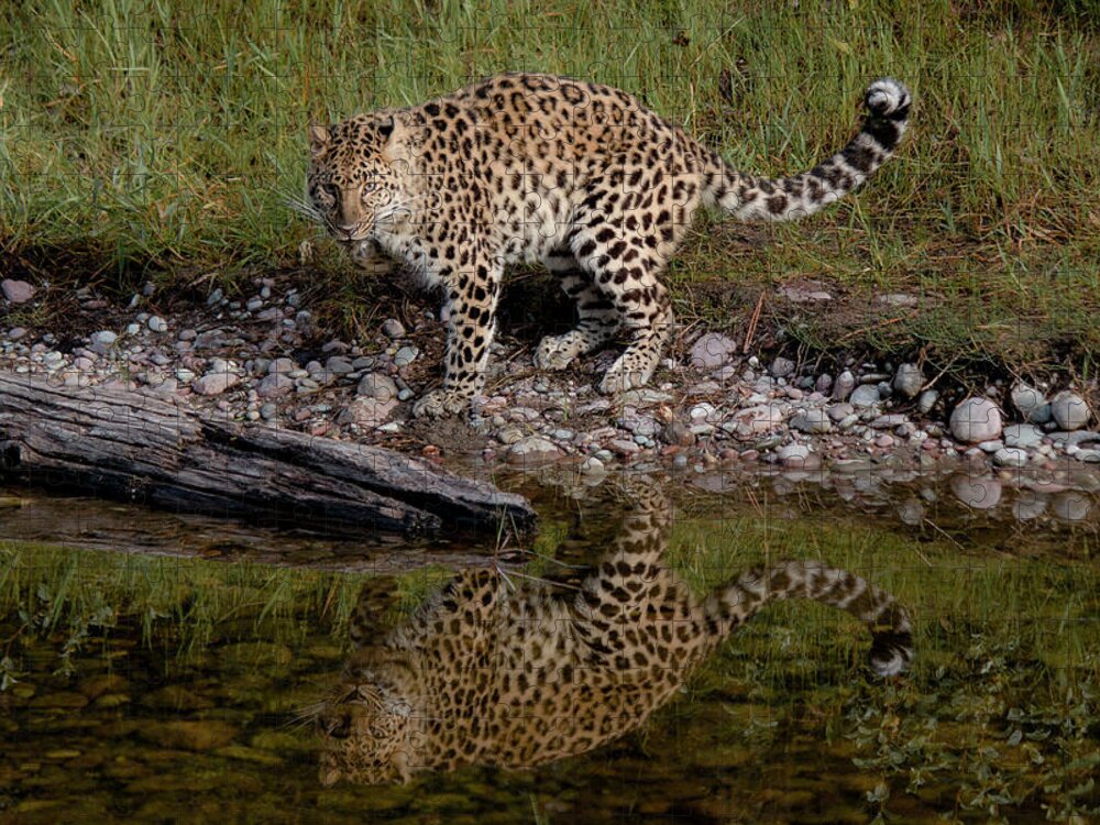 Amur Leopard Jigsaw Puzzle featuring the photograph Amur Leopard Reflection by Teresa Wilson