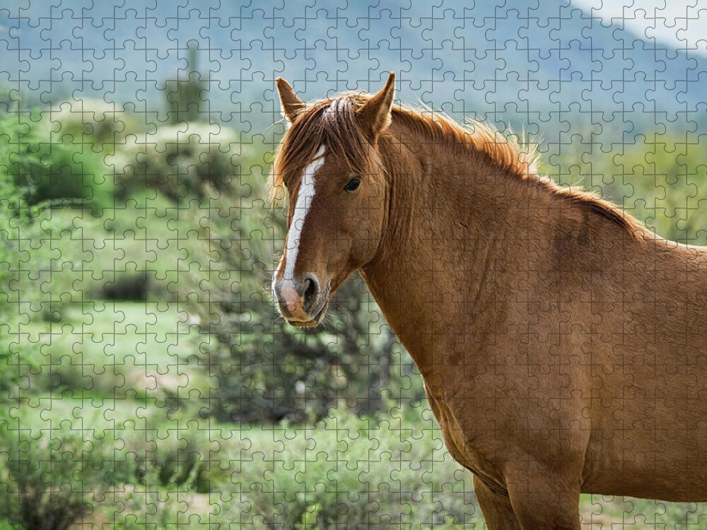 Wild Horse Jigsaw Puzzle featuring the photograph An Arizona Wild Mustang by Saija Lehtonen