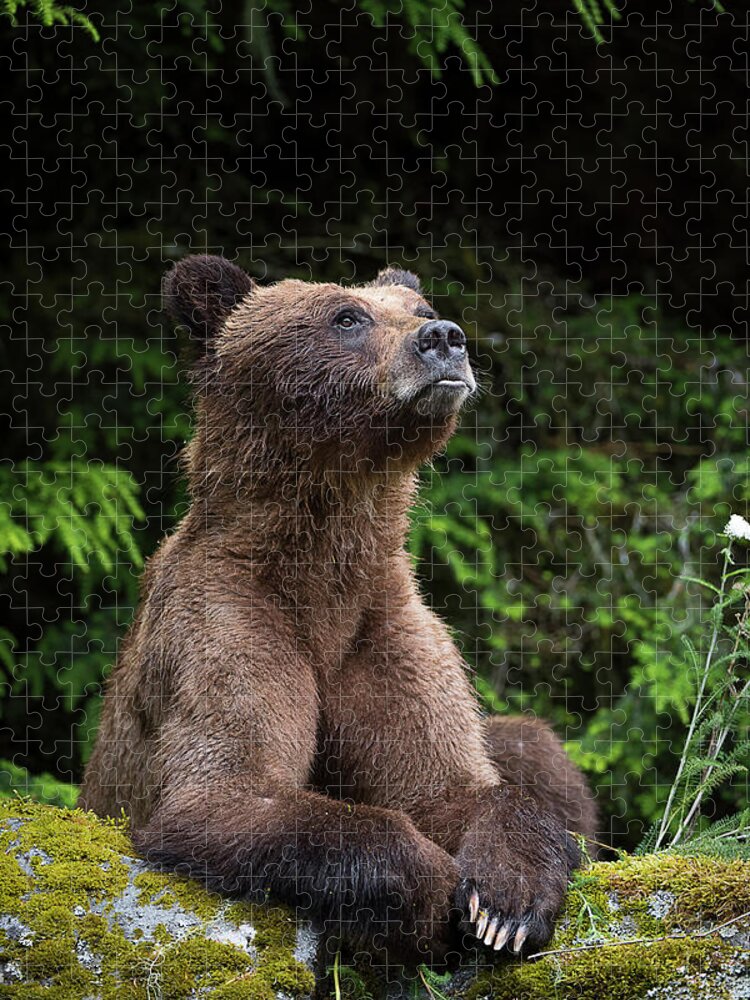 Bears Jigsaw Puzzle featuring the photograph An Endearing Portrait of a Grizzly by Bill Cubitt