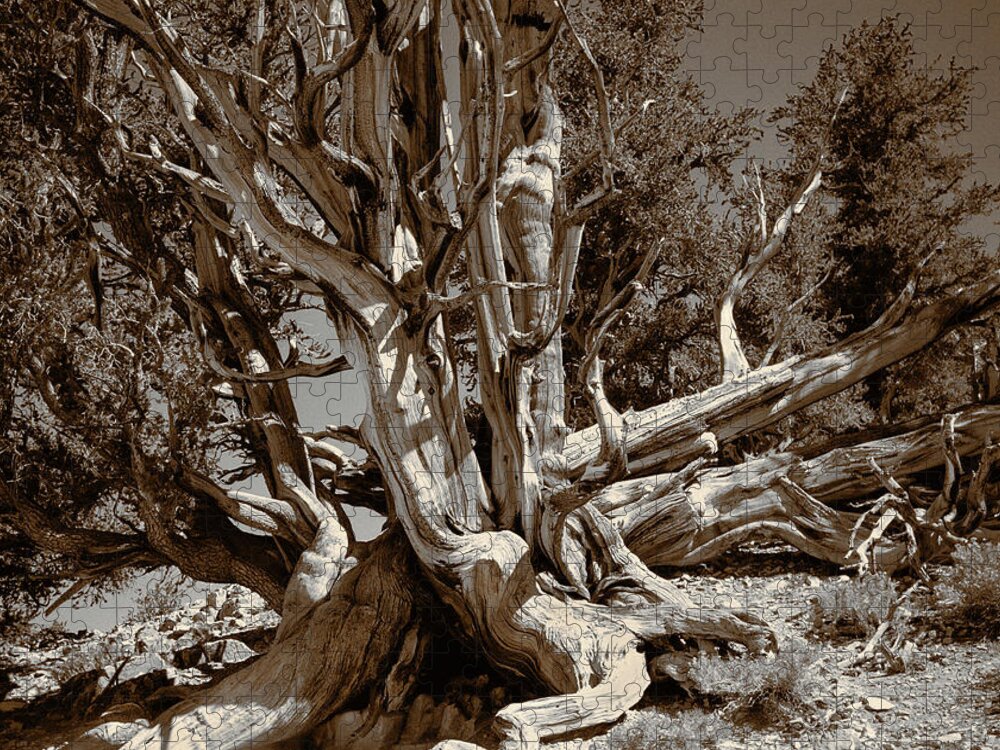 Bristlecone Pine Jigsaw Puzzle featuring the photograph Ancient Bristlecone Pine Tree, Composition 5 sepia tone, Inyo National Forest, California by Kathy Anselmo