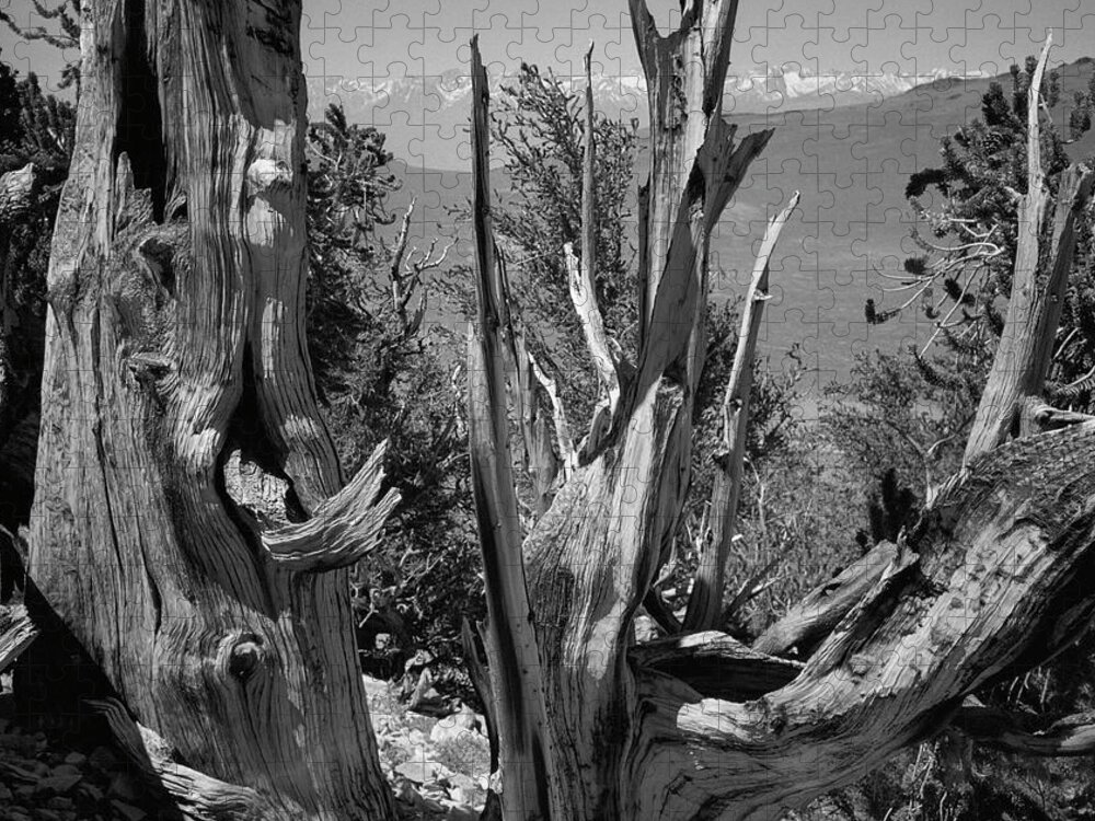 Bristlecone Pine Jigsaw Puzzle featuring the photograph Ancient Bristlecone Pine Tree, Composition 8, Inyo National Forest, White Mountains, California by Kathy Anselmo