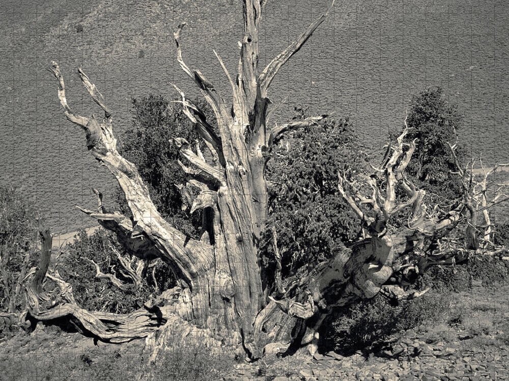 Bristlecone Pine Jigsaw Puzzle featuring the photograph Ancient Bristlecone Pine Tree, Composition 9 selenium sepia toned, Inyo National Forest, California by Kathy Anselmo
