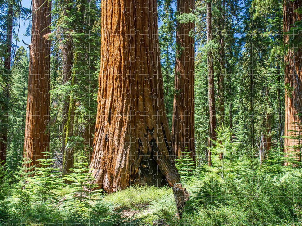 Sequoia Jigsaw Puzzle featuring the photograph Ancient Sequoia Forest by Pierre Leclerc Photography