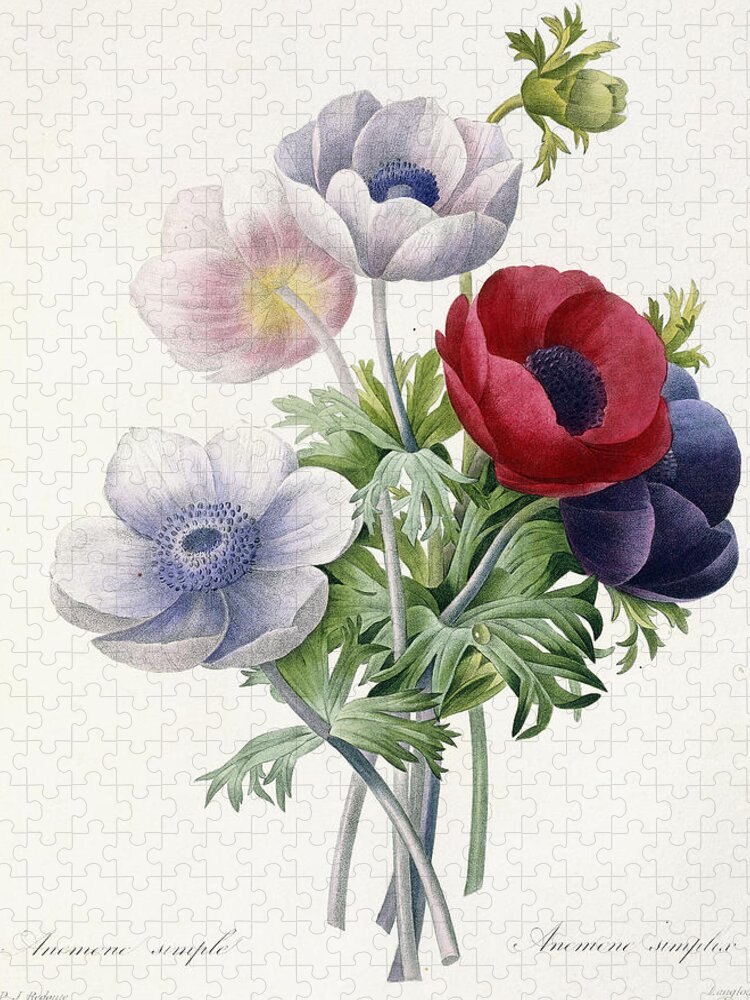 Anemone Jigsaw Puzzle featuring the painting Anemone Simple by Pierre Joseph Redoute