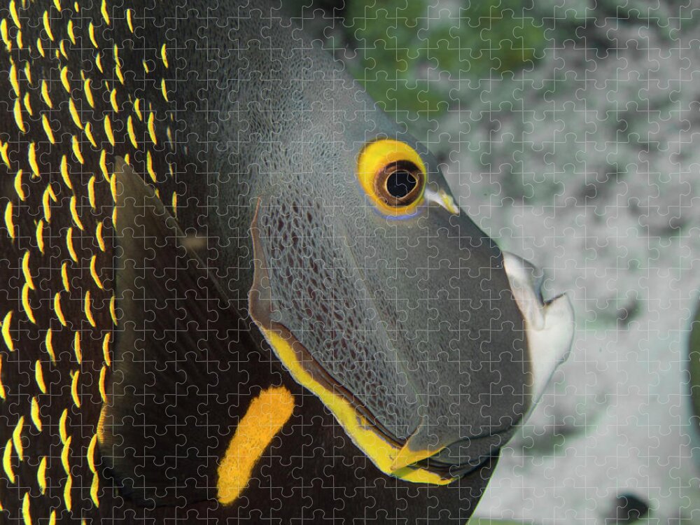 Jean Noren Jigsaw Puzzle featuring the photograph Angel Fish Profile by Jean Noren