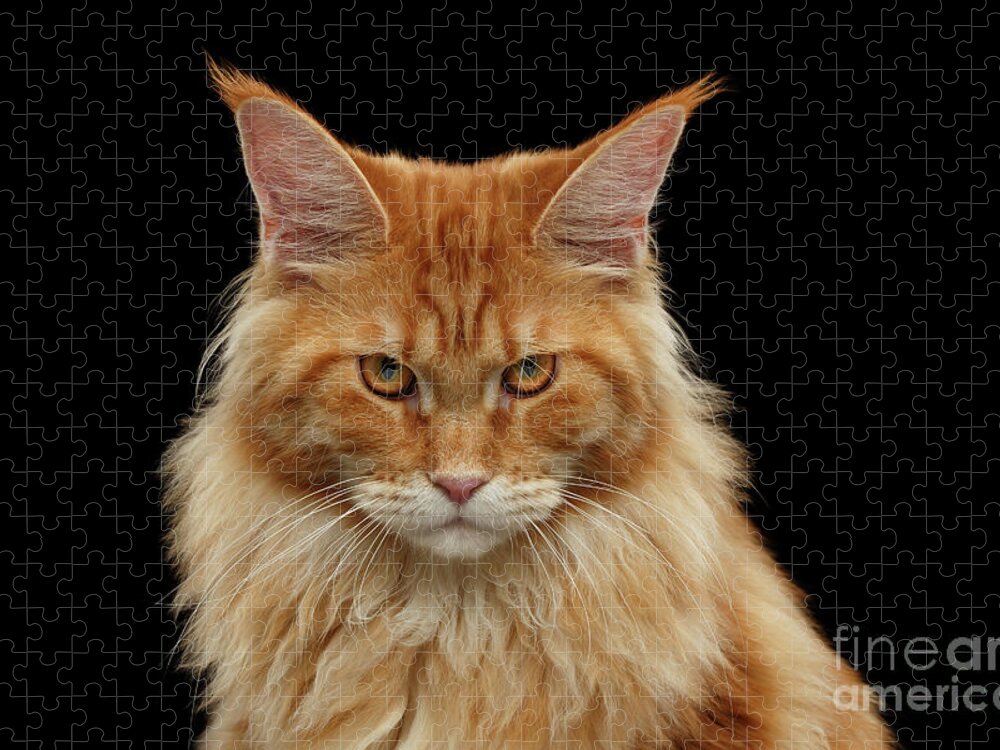 Angry Jigsaw Puzzle featuring the photograph Angry Ginger Maine Coon Cat Gazing on Black background by Sergey Taran