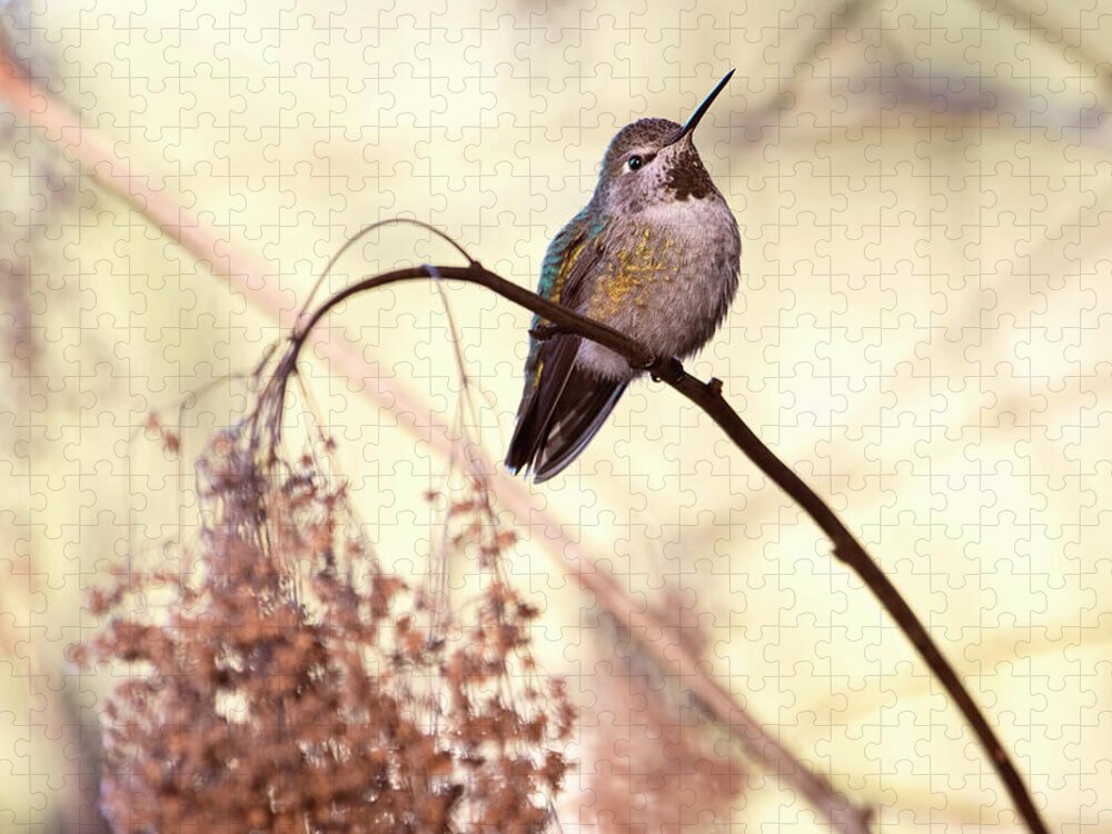 Hummingbird Jigsaw Puzzle featuring the photograph Anna's Hummingbird Closeup by Peggy Collins