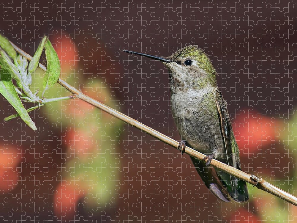 Hummingbirds Jigsaw Puzzle featuring the photograph Anna's Hummingbird - Perched by Nikolyn McDonald