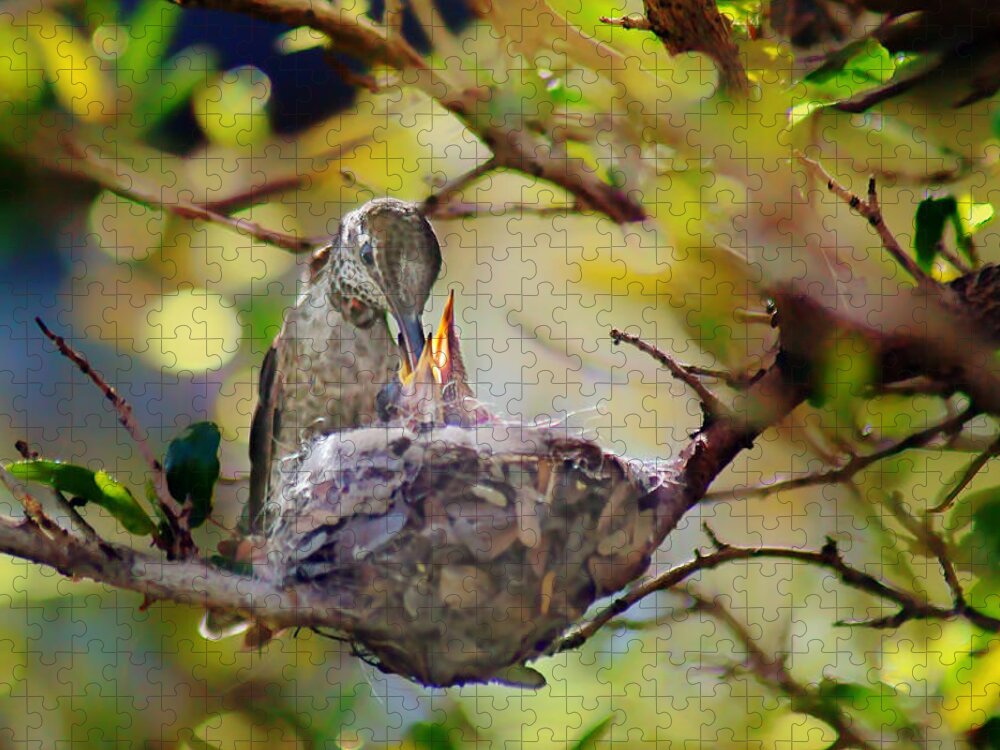 Birds Jigsaw Puzzle featuring the photograph Anna's Hummingbirds 2 - Nest by Nikolyn McDonald