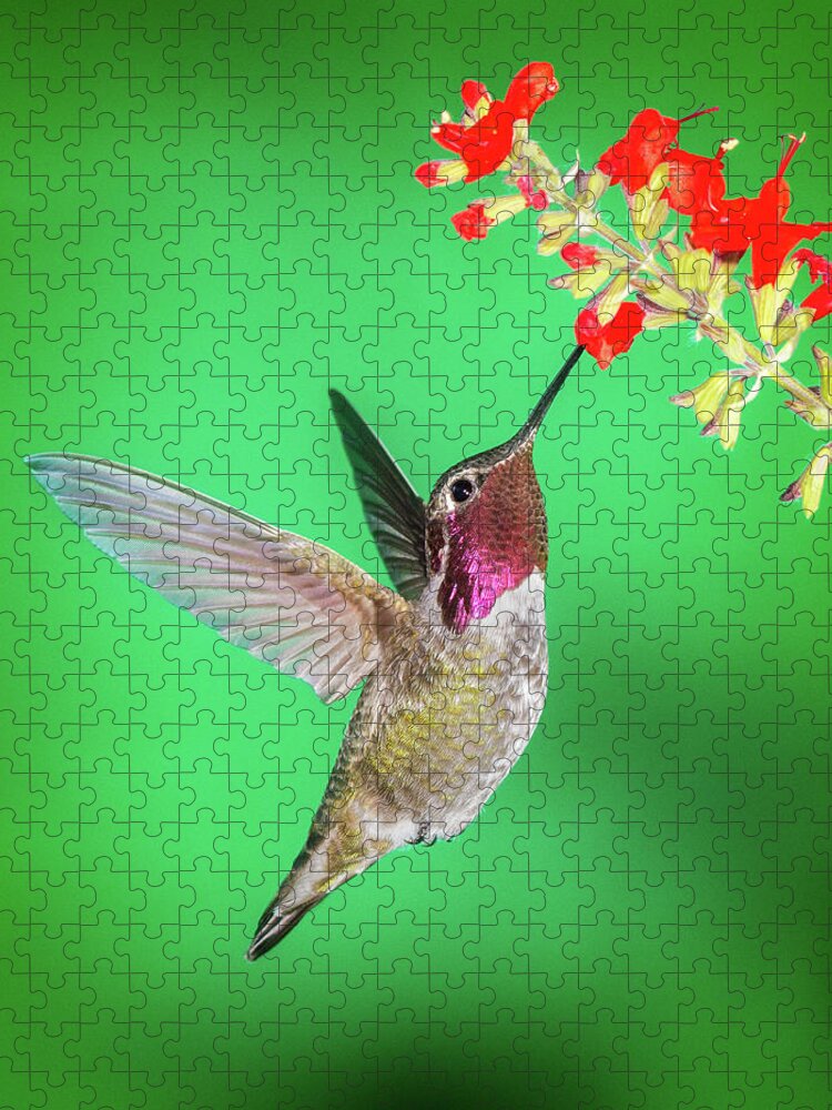 Anna's Hummingbird Jigsaw Puzzle featuring the photograph Anna's Treat by James Capo