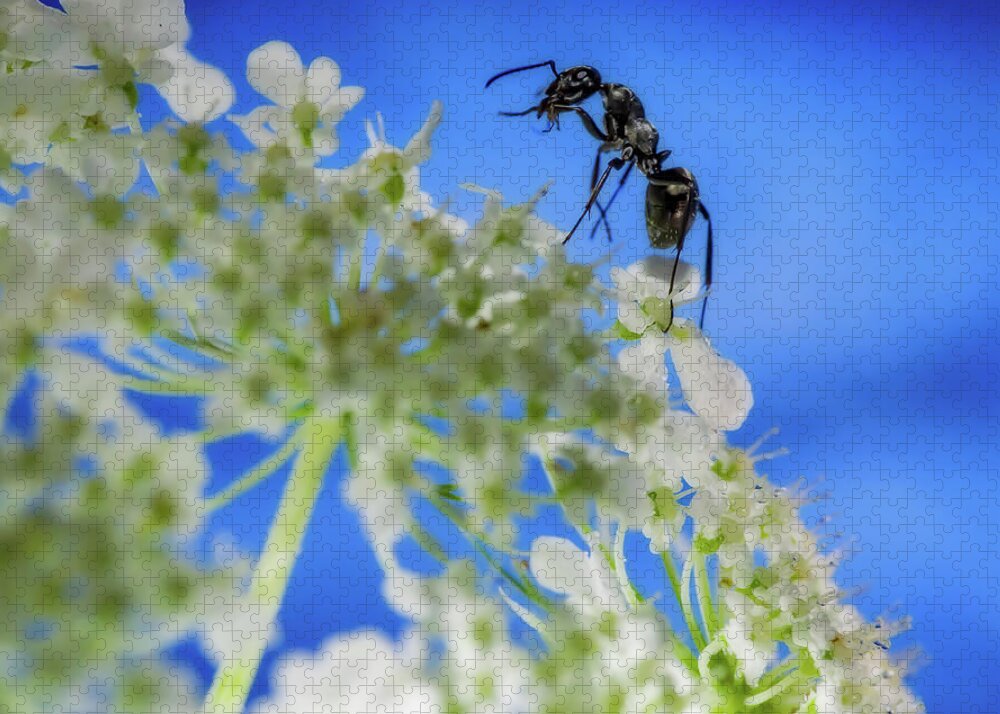 Ant  Queen Anne's Lace Flower Macro Square Jigsaw Puzzle featuring the photograph Ant Mountain Climbing by Peter Herman