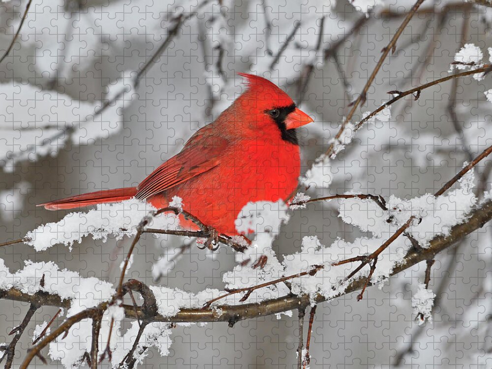 Northern Cardinal Jigsaw Puzzle featuring the photograph Anticipation by Tony Beck